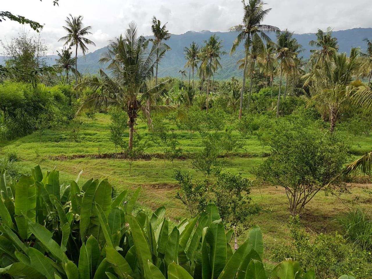 Buana Ecofarm Ecolodge Grokgak Bagian luar foto