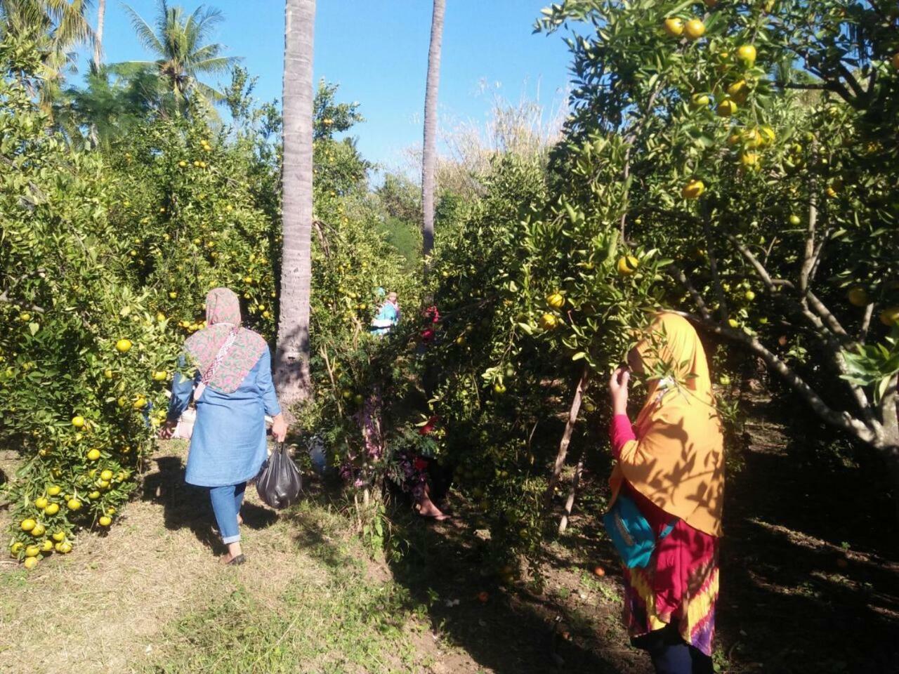 Buana Ecofarm Ecolodge Grokgak Bagian luar foto